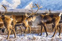 Caribou (Rangifer tarandus) belonging to the Donnelly Herd forage for food after the first significant snowfall of winter, South of Delta Junction; Alaska United States of America — стокове фото