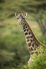 Vista panorámica de la hermosa jirafa en la vida salvaje - foto de stock