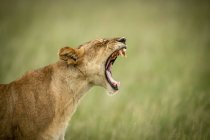 Живописный вид величественного льва на ревущую дикую природу — стоковое фото