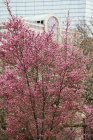 Kirschblüten in Boston public garden, Boston, massachusetts, usa — Stockfoto