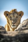 Vue panoramique du lion majestueux à la nature sauvage — Photo de stock