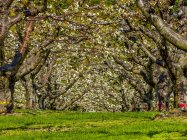 Весною, Оканаган; Британська Колумбія, Канада, квітучий сад. — стокове фото