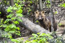 Red fox (Vulpes vulpes) kit, Cross Fox colour phase, peering from the woods near Fairbanks; Alaska, United States of America — Stock Photo