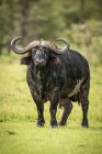 Мальовничий вид африканського буйвола на волі. — стокове фото