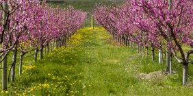 Orchard em flor na primavera, perto de Lake Kalamalka, Okanagan Valley; British Columbia, Canadá — Fotografia de Stock