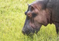 Vista panorámica de Hipopótamo majestuoso y lindo en la naturaleza salvaje - foto de stock