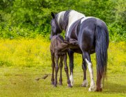 Vista panorámica de majestuosos caballos madre y ternera - foto de stock