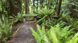 Ferns and trees along the Dorothy Cleveland Trail at Possession Point; Whidbey Island, Washington, United States of America — Stock Photo