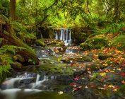 Cascata ad Anderson Creek in autunno; British Columbia, Canada — Foto stock