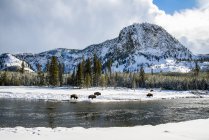 Taureaux de bisons d'Amérique sur la neige dans la vallée de Lamar, parc national Yellowstone ; Wyoming, États-Unis d'Amérique — Photo de stock