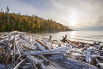 Lake Superior with a forest in autumn colours with driftwood on the beach; Ontario, Canada — Stock Photo
