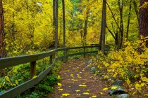 Walking trail through a forest with bright, golden foliage in autumn; Kelowna, British Columbia, Canada — Stock Photo