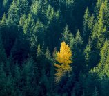 Alone golden tree in a forest of evergreens, Okanagan Valley; British Columbia, Canada — Stock Photo