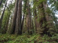 Живописный вид на знаменитые редвудские леса Северной Калифорнии, Калифорния, Соединенные Штаты Америки — стоковое фото