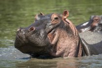 Vista panoramica di ippopotami maestosi e carini nella natura selvaggia — Foto stock