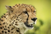 Величественный детеныш гепарда живописный портрет на дикой природе, размытый фон — стоковое фото