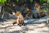 Three Red foxes (Vulpes vulpes) kits at their den burrow near Fairbanks; Alaska, United States of America — Stock Photo
