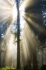 Rayos solares a través del aire brumoso en un bosque; California, Estados Unidos de América - foto de stock