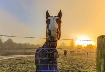 Pferd mit Schnurrhaaren steht bei Sonnenaufgang am Zaun; Kanada — Stockfoto