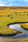 Бизоны у реки Йеллоустоун в Йеллоустонском национальном парке; Соединенные Штаты Америкиa — стоковое фото