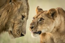 Vista panorámica de majestuosos leones en la naturaleza salvaje - foto de stock