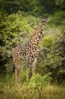 Vista cênica da bela girafa na vida selvagem — Fotografia de Stock