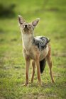 Чернохвостый шакал (Canis mesomelas), стоящий с закрытыми глазами и заостренным носом, лагерь Кляйнс, Национальный парк Серенгети; Танзания — стоковое фото