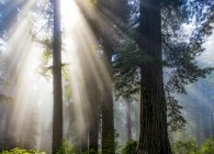 Rayons solaires à travers l'air brumeux dans une forêt ; Californie, États-Unis d'Amérique — Photo de stock