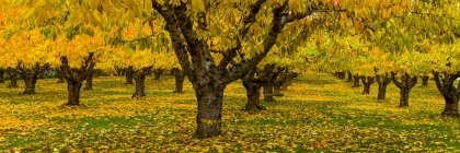 Вишневый сад осенью, долина Оканаган; Британская Колумбия, Канада — стоковое фото