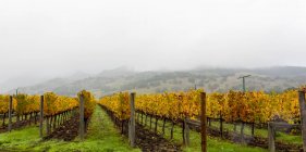 Nevoeiro sobre uma vinha no outono, Napa Valley; Califórnia, Estados Unidos da América — Fotografia de Stock