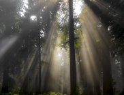 Raggi di sole attraverso l'aria nebbiosa in una foresta; California, Stati Uniti d'America — Foto stock