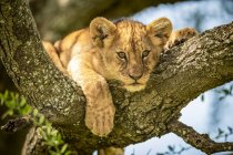 Aussichtsreicher Blick auf majestätische Löwenbabys in wilder Natur — Stockfoto