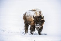 Amerikanischer Bisonbulle (Bisonbison) mit Kopf zum Betrachter gewandt und mit fallendem Schnee bedeckt im Feuerloch River Valley, Yellowstone National Park; wummernde, vereinigte Staaten von Amerika — Stockfoto