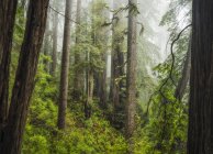 Scenic view of famous Redwood forests of Northern California, California, United States of America — Stock Photo