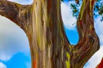 Árbol del eucalipto arco iris (Eucalyptus deglupt); Hawai, Estados Unidos de América - foto de stock