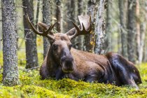 Bull moose (Alces alces) resting in a forest on Fort Greely; Alaska, United States of America — Stock Photo