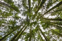 Cime degli alberi in una foresta pluviale osservate direttamente dal basso guardando verso il cielo; British Columbia, Canada — Foto stock