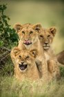 Scenic view of three cute lion cubs at wild nature — Stock Photo