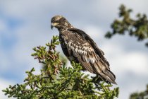 Águila calva en la copa de un árbol contra el cielo - foto de stock