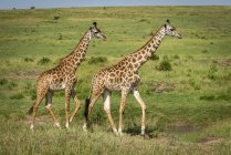 Scenic view of beautiful giraffes at wild life — Stock Photo