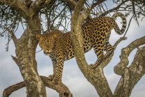 Величественный и красивый леопард сидит на дереве — стоковое фото