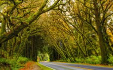 Strada attraverso le sequoie della California; California, Stati Uniti d'America — Foto stock