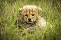 Majestic Cheetah cub scenic portrait at wild nature, blurred background — Stock Photo