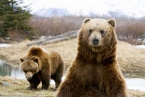 Vue panoramique sur les ours majestueux à la nature sauvage — Photo de stock