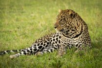 Majestoso e belo leopardo deitado na grama — Fotografia de Stock