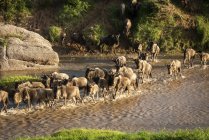 Confusion de gnous bleus (Connochaetes taurinus) traversant une rivière peu profonde, camp Safari de Cottar dans les années 1920, réserve nationale Maasai Mara ; Tanzanie — Photo de stock
