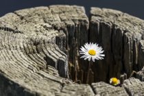 English Daisy (Bellis perennis) growing in an old fence post on the Oregon Coast; Depot Bay, Oregon, United States of America — Stock Photo