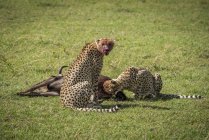 Maestoso ghepardi ritratto panoramico a natura selvaggia — Foto stock