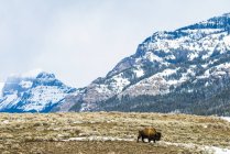 American Bison bull walking across snowy landscape with majestic mountains in the background in the Lamar Valley, Yellowstone National Park; Wyoming, United States of America — Stock Photo
