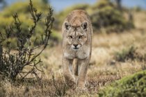 Puma mit verletztem Auge beim Gang durch die Landschaft in Südchile — Stockfoto